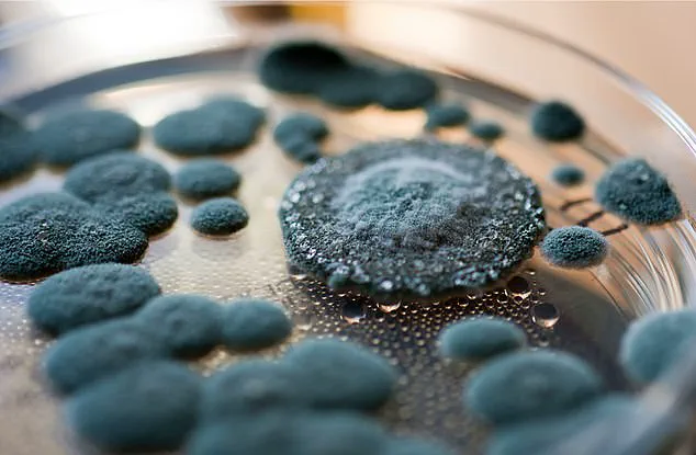 Nationwide Recall of Hostess Ding Dongs Over Mold Concerns as Investigation Reveals Contamination in Specific Batches