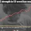 Study Links Frequent Marijuana Use to Tripled Oral Cancer Risk, Urging Public Health Reevaluation