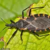 Health Experts Urge Reclassification of Chagas Disease as Endemic in the U.S. to Boost Awareness and Surveillance