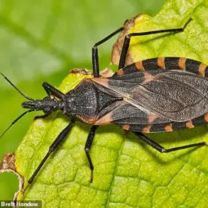 Health Experts Urge Reclassification of Chagas Disease as Endemic in the U.S. to Boost Awareness and Surveillance