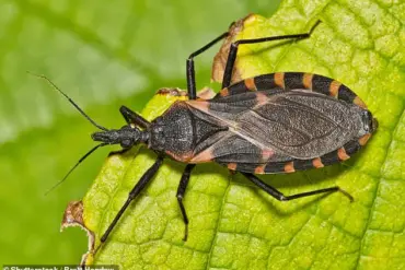 Health Experts Urge Reclassification of Chagas Disease as Endemic in the U.S. to Boost Awareness and Surveillance