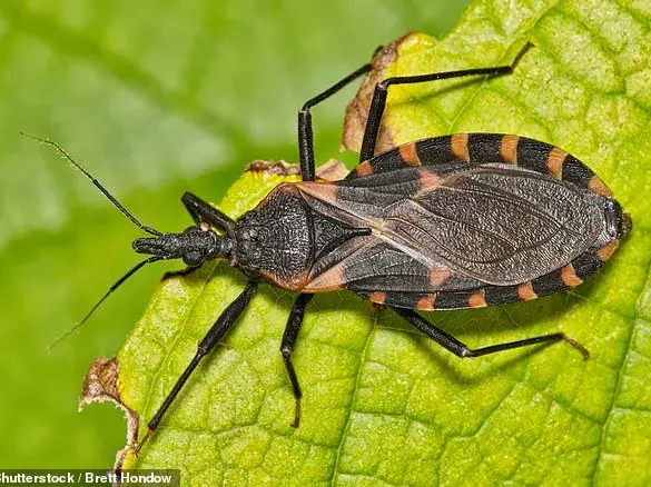 Health Experts Urge Reclassification of Chagas Disease as Endemic in the U.S. to Boost Awareness and Surveillance