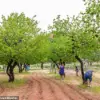 Historic Fruit Trees in Capitol Reef National Park Face Uncertain Future as Visitors Mourn Their Decline