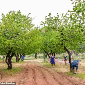 Historic Fruit Trees in Capitol Reef National Park Face Uncertain Future as Visitors Mourn Their Decline