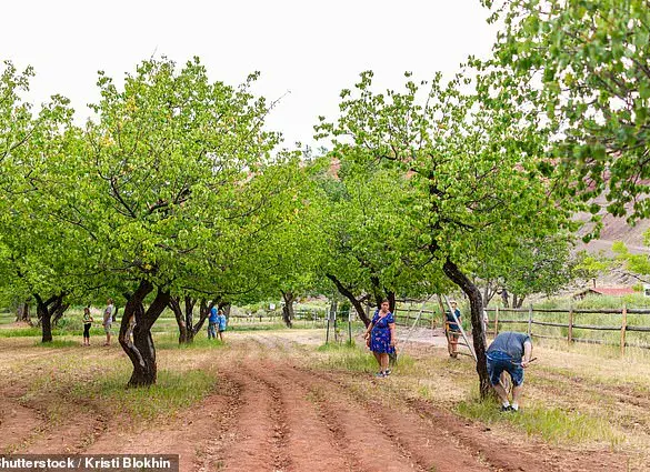Historic Fruit Trees in Capitol Reef National Park Face Uncertain Future as Visitors Mourn Their Decline