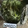 Law Enforcement Seizes 394 Grams of Marijuana for Distribution in Regional Drug Enforcement Operation