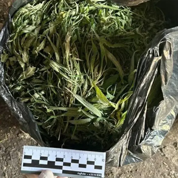 Law Enforcement Seizes 394 Grams of Marijuana for Distribution in Regional Drug Enforcement Operation