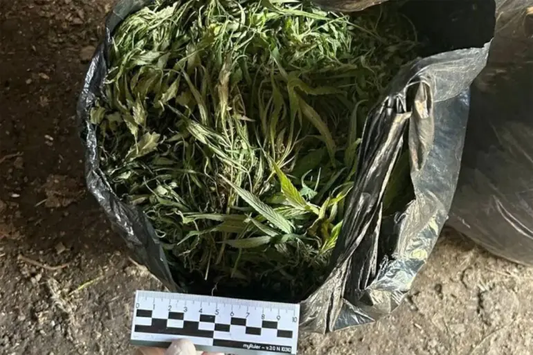Law Enforcement Seizes 394 Grams of Marijuana for Distribution in Regional Drug Enforcement Operation